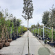 Quercus ilex 200 cm stam container 10-12 lei 150x120