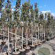 Quercus ilex 200 cm stam container 10-12 lei 150x120