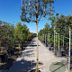 Quercus ilex 200 cm stam container 16-18 lei 150x150