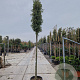 Quercus ilex 200 cm stam container 12-14