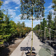 Quercus ilex 200 cm stam container 16-18 lei 150x120