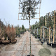 Quercus ilex 200 cm stam container 16-18 lei 150x120