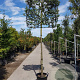 Quercus ilex 200 cm stam container 14-16 lei 150x120