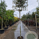 Quercus ilex 200 cm stam container 14-16 lei 150x120