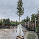Quercus ilex 200 cm stam container 16-18 leiboom
