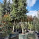 Quercus ilex 200 cm stam container 45-50