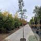 Quercus ilex 200 cm stam container 6-8