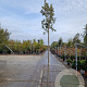 Quercus ilex 220 cm stam container 10-12