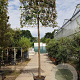 Quercus ilex 240 cm stam container 25-30 lei 180x180
