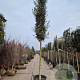 Quercus ilex 25-30 HO container