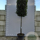 Quercus ilex 25-30 HO container