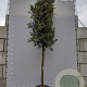 Quercus ilex 25-30 HO container