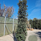 Quercus ilex 300-350 cm container meerstammig