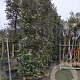 Quercus ilex 300-350 cm container meerstammig