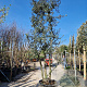 Quercus ilex 400-450 cm cont. 230L meerstammig