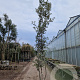 Quercus ilex 400-450 cm cont. 750L meerstammig