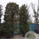Quercus ilex 450-500 cm cont. 750L