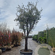 Quercus ilex rotundifolia 100 cm stam container