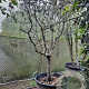Quercus ilex rotundifolia 250 cm stam container 20-25