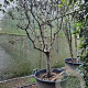 Quercus ilex rotundifolia 250 cm stam container 20-25
