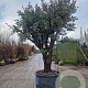 Quercus ilex rotundifolia 50 cm container 80-100