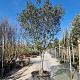 Quercus ilex rotundifolia 70 cm stam container 35-40
