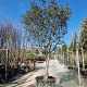 Quercus ilex rotundifolia 70 cm stam container 35-40
