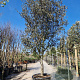 Quercus ilex rotundifolia 70 cm stam container 40-45