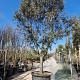 Quercus ilex rotundifolia 70 cm stam container 45-50