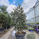 Quercus suber 150-175 cm cont. 90L meerstammig