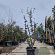 Quercus suber 175-200 cm cont. 110L meerstammig