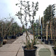 Quercus suber 175-200 cm cont. 130L multi bol