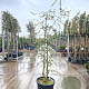 Quercus suber 175-200 cm cont. 70L meerstammig