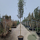 Quercus suber 180 cm stam container 18-20 leiboom