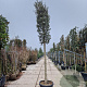 Quercus suber 180 cm stam container 25-30