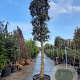 Quercus suber 200 cm stam container 45-50