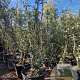 Quercus suber 250-300 cm cont. 160L meerstammig