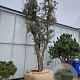Quercus suber 50 cm container 80-100