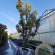 Quercus suber 50 cm container 80-100