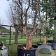 Quercus suber 70 cm stam container 8-10