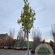 Quercus turneri 'Pseudoturneri' 200 cm stam draadkluit 25-30