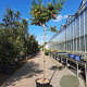 Rhus typhina 'Dissecta' 170 cm stam container 10-12 lei 120x150