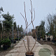 Rhus typhina 'Dissecta' 250-300 cm 35L