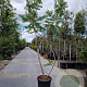Rhus typhina 'Dissecta' 250-300 cm 35L