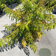 Rhus typhina Tiger Eyes 80-100 cm 12L