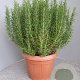 Rosmarinus officinalis GM 30L