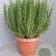 Rosmarinus officinalis GM 30L