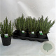 Rosmarinus officinalis P14