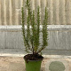 Rosmarinus officinalis P14