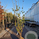 Sambucus nigra Black Tower 200-250 cm container solitair